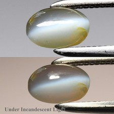  on The Hot Collector