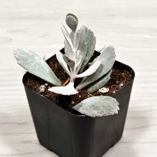 Succulent Live Plant - Kalanchoe Pumila : Flower Dust Plant - In 2" Pot