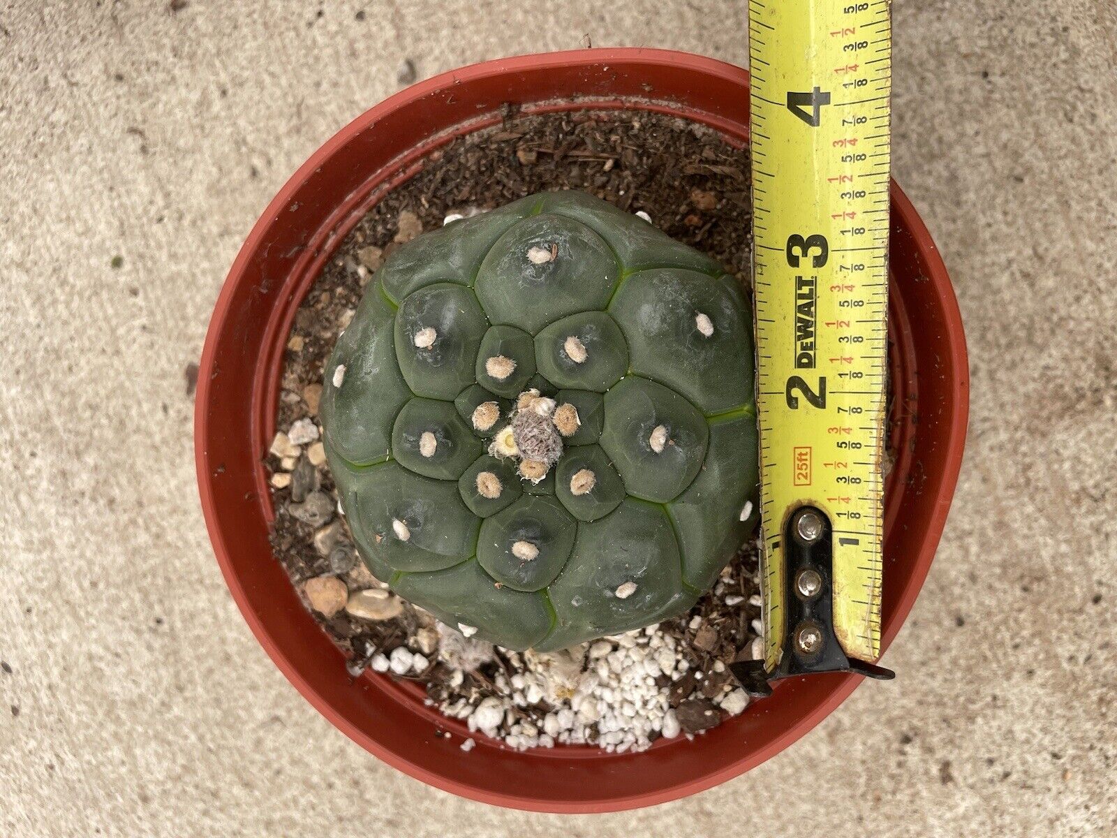 Picture 5 of 5
