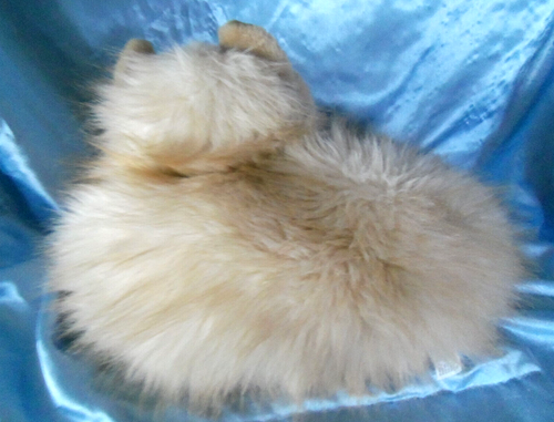 Himalayan Rare Chosun Cream Flame Point plush stuffed Cat 15" - Picture 7 of 8