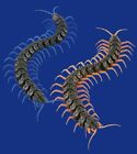 3D Paper Puzzle Insect Arthropod Giant Centipede 2 Pieces Japanese Hobby