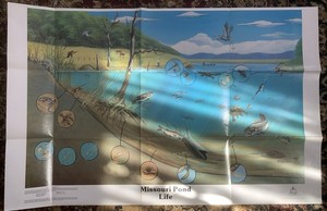 Vintage Missouri Department Of Conservation Poster, Missouri Pond Life