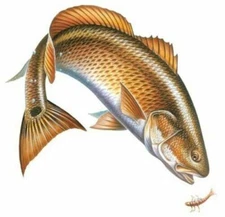 Magnetic Art Sign Redfish Car Truck Cabin Man Cave Fishing Lodge Hunting