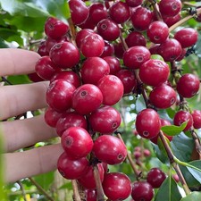 Arabica Coffee Seedss 2000 pcs Coffea sp. CERTIFIED Coffee Bean
