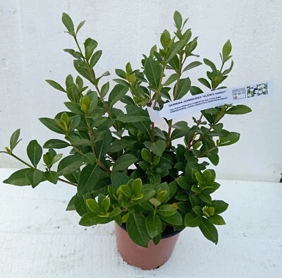 GARDENIA JASMINOIDES "KLEIM'S HARDY" - FIORI PROFUMATI - RESISTENTE AL FREDDO
