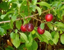 Cherry Plum Tree {Prunus americana} Organic 5 seeds Free Shipping!