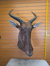 JVBH54 African Topi Shoulder Mount