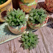 Live Succulent Haworthia magnifica v.atrofusca Bare Root Wedding Favors