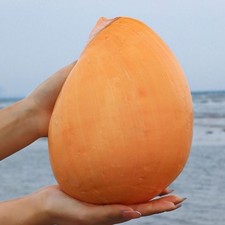 16-18cm Natural Yellow Conch Shell Large Sea Shell Aquarium Decor Home Display