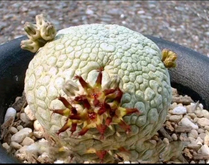 Pseudolithos cubiformis, Rare succulent plant display in 7cm pot
Opens in a new window or tab