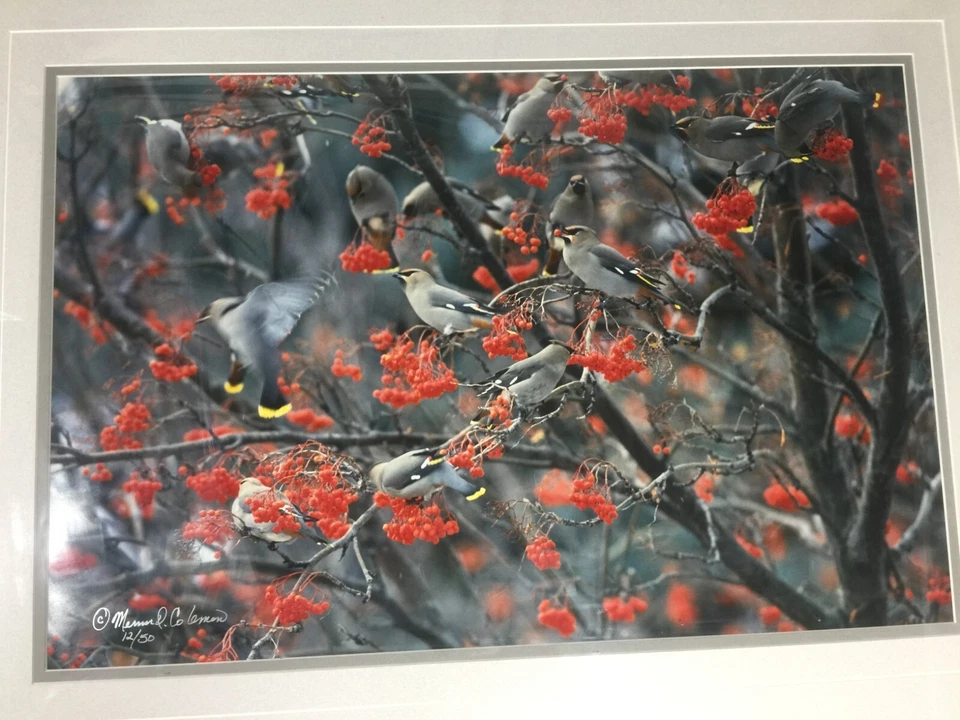 Mervin D Coleman Waxwing Frenzy Image Coleman Gallery Studio Red Lodge Montana - Image 2 of 4