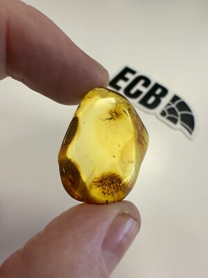 Baltic Amber With Mosquito Inclusion. 100% Real, No Fakes. Uk Seller  