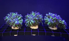 Live Coral Euphyllia Hammer Bi Color  1 Head