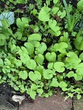 Garlic mustard, Alliaria petiolata, 10 Bare Root Plants For You