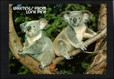 A3671 Australia Q Lone Pine Koala Hughes postcard