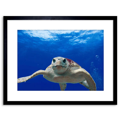 Foto Natur Tier Schildkröte Unechte Karettchen Meer Reptil gerahmter Druck 9x7 Zoll