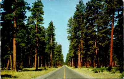 Postcard Ponderosa & Yellow Pine East of Cascade Mountains Oregon OR 1960   W608