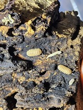 Pineapple Spiky Isopods   Rare Spiky Morph   Live Bioactive Clean-Up Crew   10 