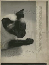 1974 Press Photo Shan White House Top Cat Susan Ford - DFPC33689