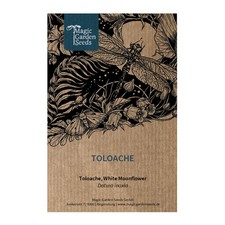 Toloache (Datura inoxia) - circa 20 semi