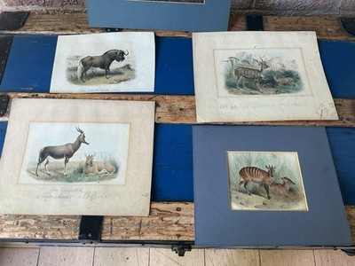 Antique Joseph Smit zoological Art PRINT South Africa GNU Impala Blessbok C1900