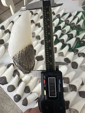 Arapaima Gigas Fish Scales, Natural Nail File, Amazonian Fish, Rain Forest River