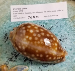 Cypraea Zebra Private Collection