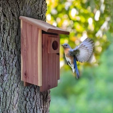 Pennington Red Cedar Bluebird Wild Bird House,Assembled, Natural,1 Pack