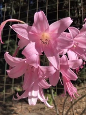 2 Large Pink Naked Lady Bulbs Live Plants Amaryllis Belladonna Lily Outdoor