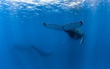 Peelable Wallpaper Poster: Ogasawara Sea Humpback Whales 921×576mm