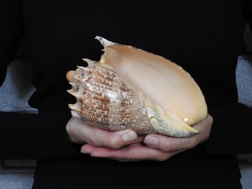 Sea Shell Voluta imperialis 177 mm ID#7403 - Imagen 3 de 4