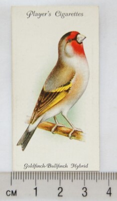 1933 John Player & Sons Voliere & Käfig Vögel 18 Goldfinch-Bullfinch Hybrid