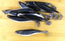 (10) Luck-E-Strike Shad Minnow Swimbait 6" Blue Stripper #2 Bulk Lot Brand New