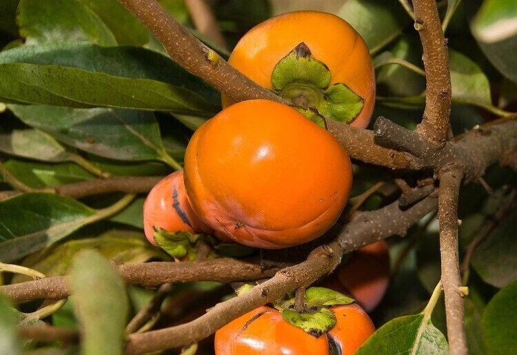 WHITE 5 GRAINES DE Diospiro ou Kaki - Diospyros kaki L. + cadeau gratuit