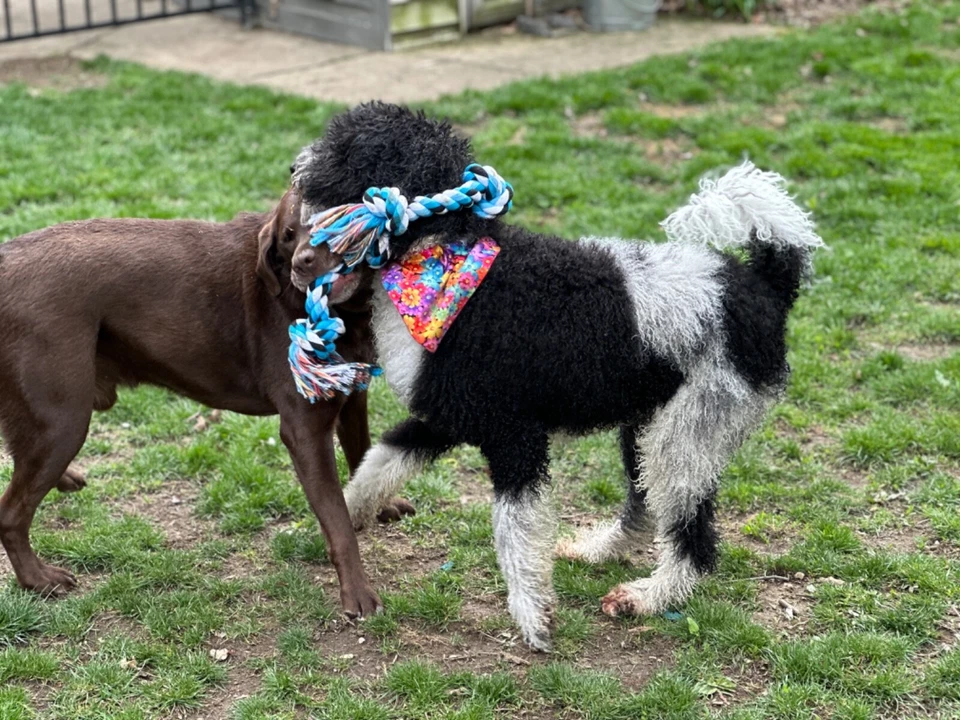 High Quality Rope dog toy for big and aggressive chewers - Image 4 of 4