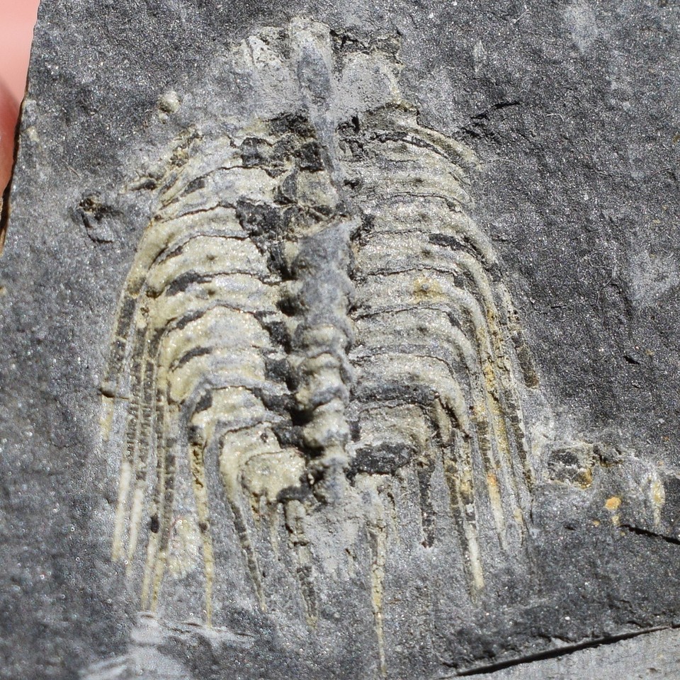 Fossile De Trilobite Kettneraspis Aracana - Extraordinaire Fossilisation, Bolivie, Silurien
