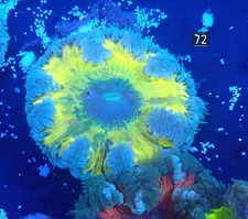 Rock Flower Anemone No 72