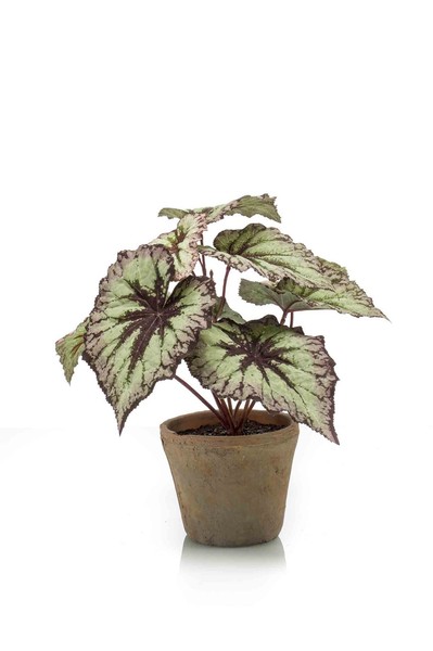 Artplants Kunstpflanze Blattbegonie Meira, Terracottatopf, GrüN-Violett, 25Cm-image
