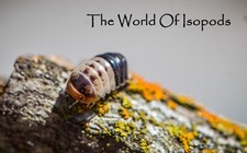 White Shark  Isopod 10ct