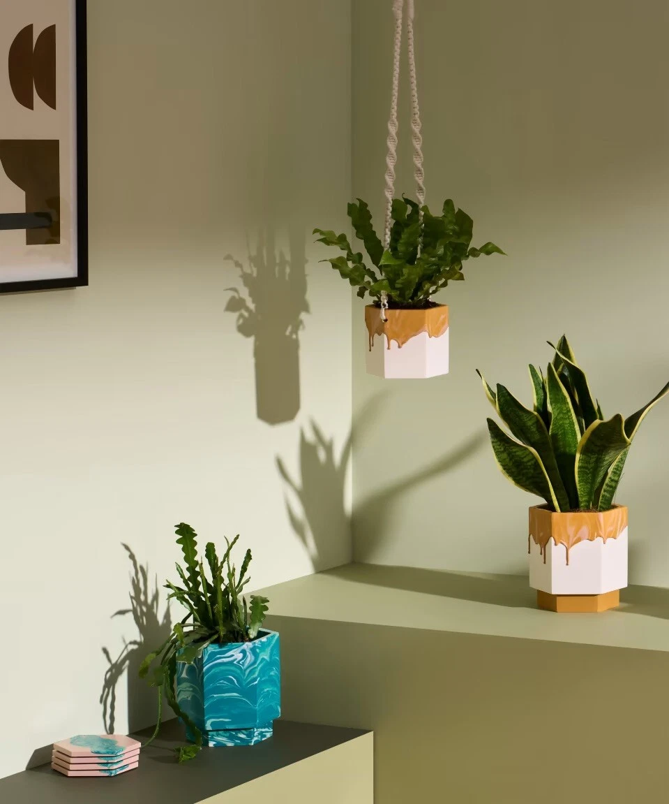 Mustard plant pot online