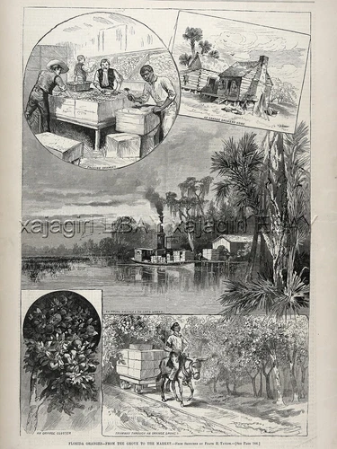 Florida Orange Industry, Orchards, Packing, Lake Lochloosa, 1880s Antique Print