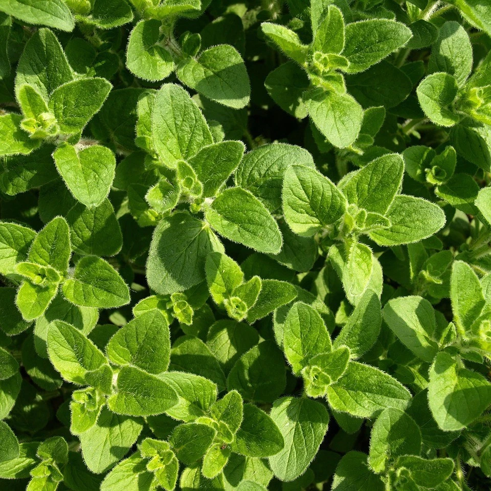 500 Samen Griechischer Oregano origanum vulgar hirtum winterharte Heilpflanze - Bild 3 von 3
