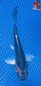 4" KI MATSUBA Live Koi Fish Garden Pond BKD 6/2