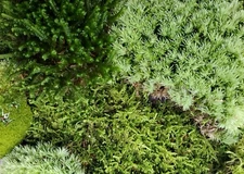 Large Live Moss Assortment for Terrarium Vivarium Fairy Garden 9"x12" Bag