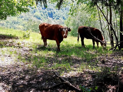 Photo Digital Product Wallpaper on mobile phone - cows grazing in the forest