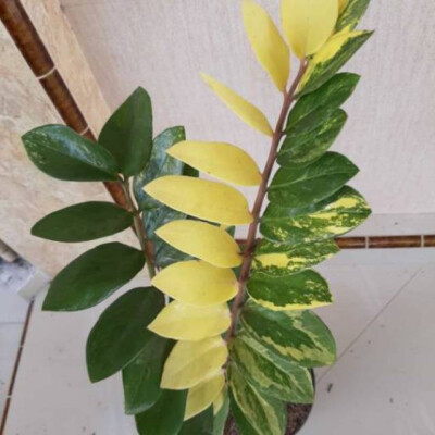Zamiaculcas Variegated Live Plants Free Phyto Certificate DHL Express