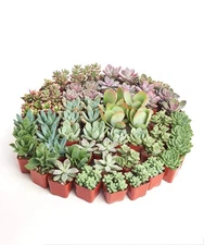 Succulents Assorted Succulent Plant Pack Collection - Live Mini Succulent Pla...