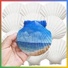 Large Scallop Shells Natural White 10 PCS 4-5 Inch Coastal Decor Craft