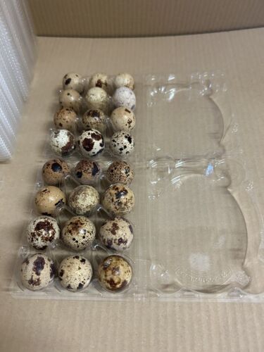 420 Wachteleierverpackung PET Bruteier Schachtel Eier Wachtel Verpackung - Bild 2 von 3