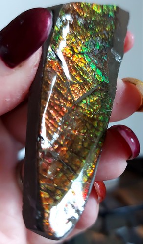 Ammolite Ammonite tabletop Display Piece 78.5x304x12.5mm 19140 - Picture 5 of 5